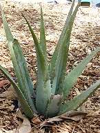 Gartenkunst im Passauer Land - Erluterung weiterer Pflanzen - Aloe