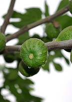 Gartenkunst im Passauer Land - Erluterung weiterer Pflanzen - Feige