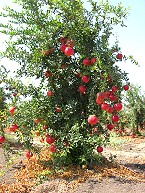 Gartenkunst im Passauer Land - Frchte - Granatapfel