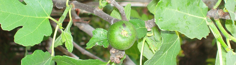 Gartenkunst im Passauer Land - Publikation