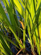 Gartenkunst im Passauer Land - Kalmus (Acorus calmus)