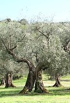 Gartenkunst im Passauer Land - Erluterung weiterer Pflanzen - Der lbaum