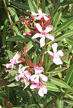 Gartenkunst im Passauer Land - Erluterung weiterer Pflanzen - Oleander