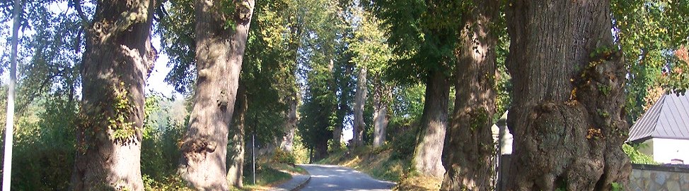 Gartenkunst im Passauer Land - Lindenallee in Ortenburg