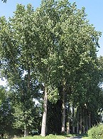 Gartenkunst im Passauer Land - Pappel (Populus)