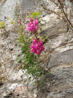 Gartenkunst im Passauer Land - Passauer Lwenmulchen 