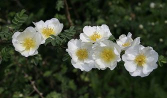 Gartenkunst im Passauer Land - Rosentaufe im Ginkopark