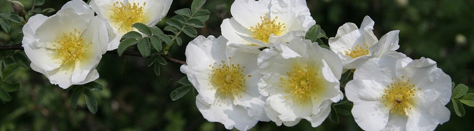 Gartenkunst im Passauer Land - Rosentaufe