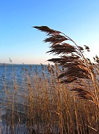 GartenKunst im Passauer Land - Schilfrohr (Arundo donax)