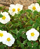 Gartenkunst im Passauer Land - Erläuterung weiterer Pflanzen - Zistrose Gartenkunst im Passauer Land - Erläuterung weiterer Pflanzen - Zistrose