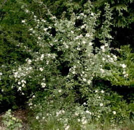 Gartenkunst im Passauer Land  - 'Johann Evangelist Frst'